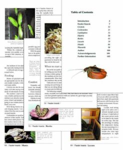 Breeding Insects As Feeder Food Sa Chameleons